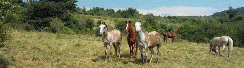 Equiparcours : les parcours sont un atout pour les exploitations équines de demain !